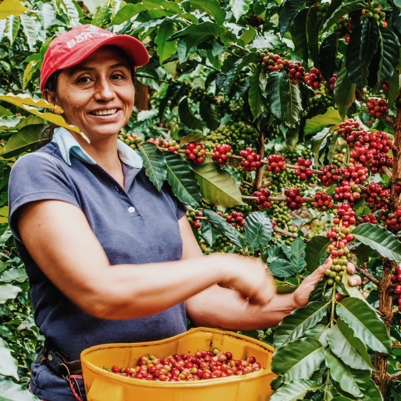 Madremonte-Single Origin-Colombia-Women Farmer.